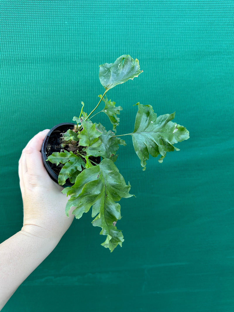 Phlebodium ’Nicholas Diamond’ NEW