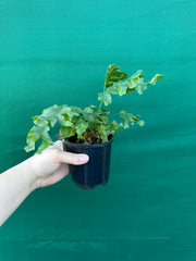 Phlebodium ’Nicholas Diamond’ NEW