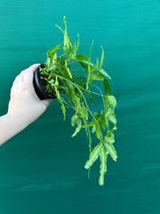 Pteris cretica NEW