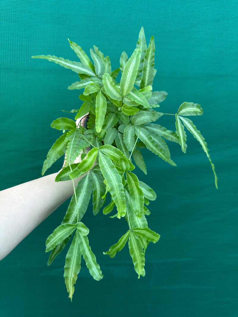 Pteris cretica NEW