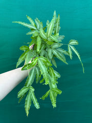 Pteris cretica NEW