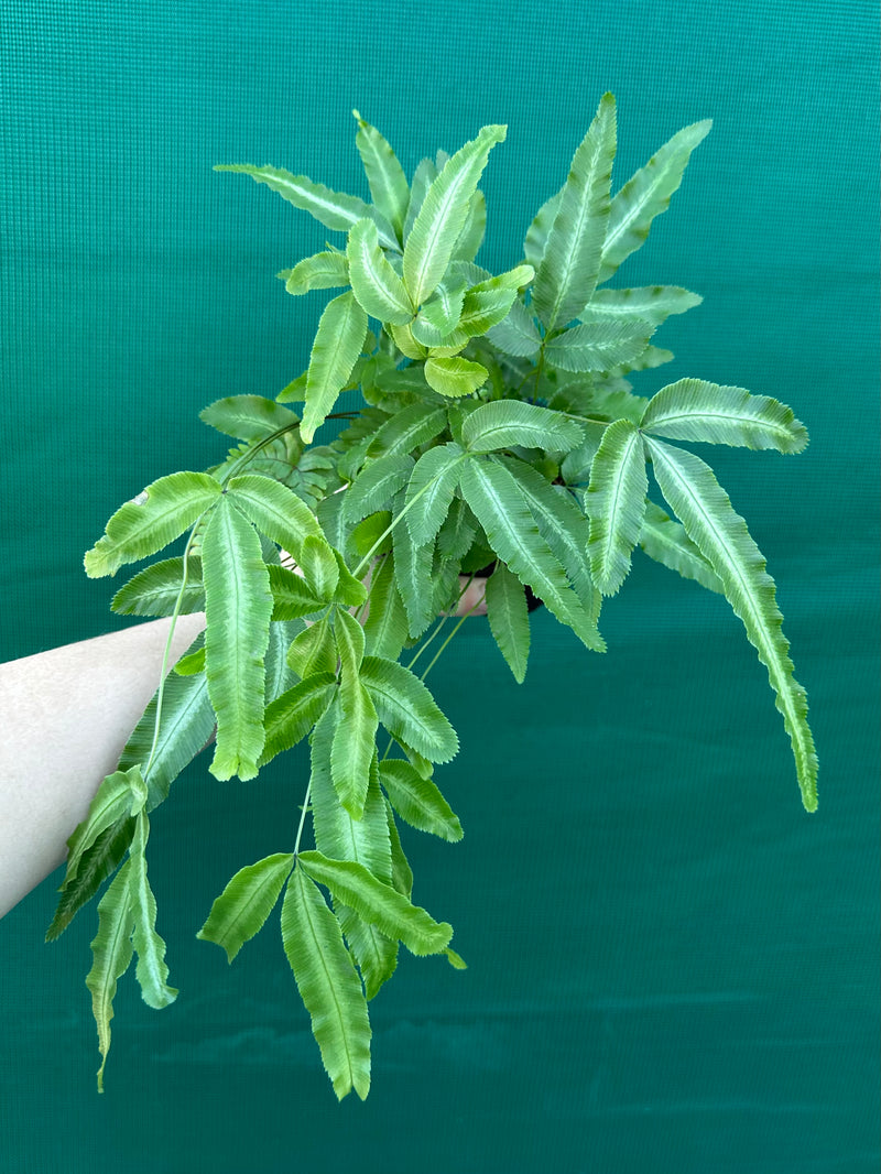 Pteris cretica NEW
