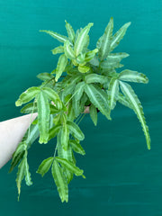 Pteris cretica NEW