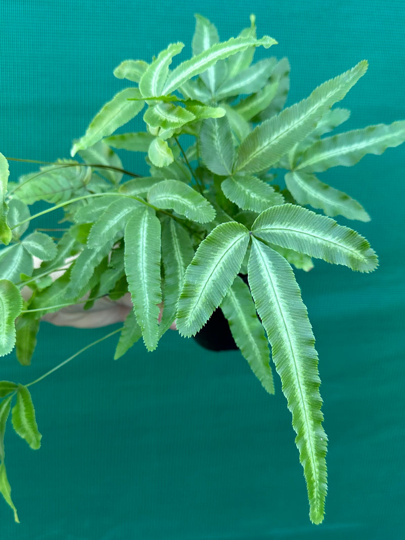Pteris cretica NEW