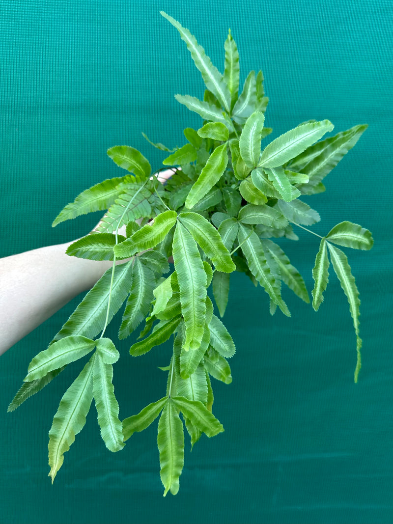 Pteris cretica NEW