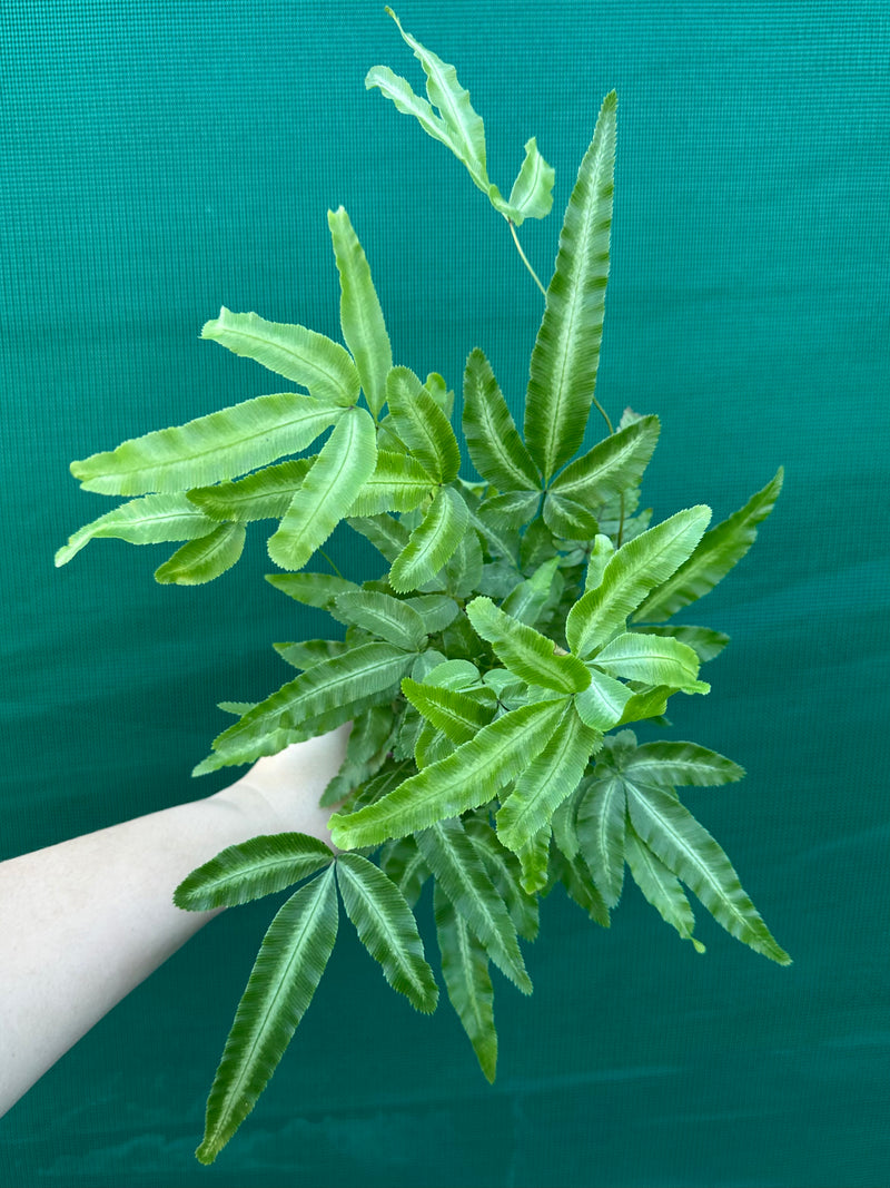 Pteris cretica NEW