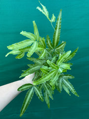 Pteris cretica NEW