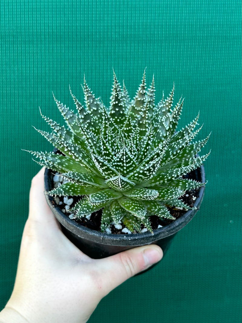 Aloe ‘Sunstar’ NEW