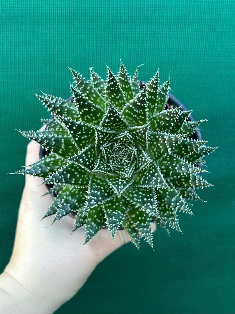 Aloe ‘Sunstar’ NEW