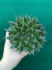 Aloe ‘Sunstar’ NEW