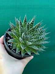 Aloe ‘Sunstar’ NEW