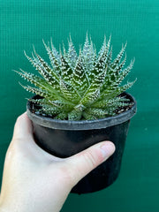 Aloe ‘Sunstar’ NEW