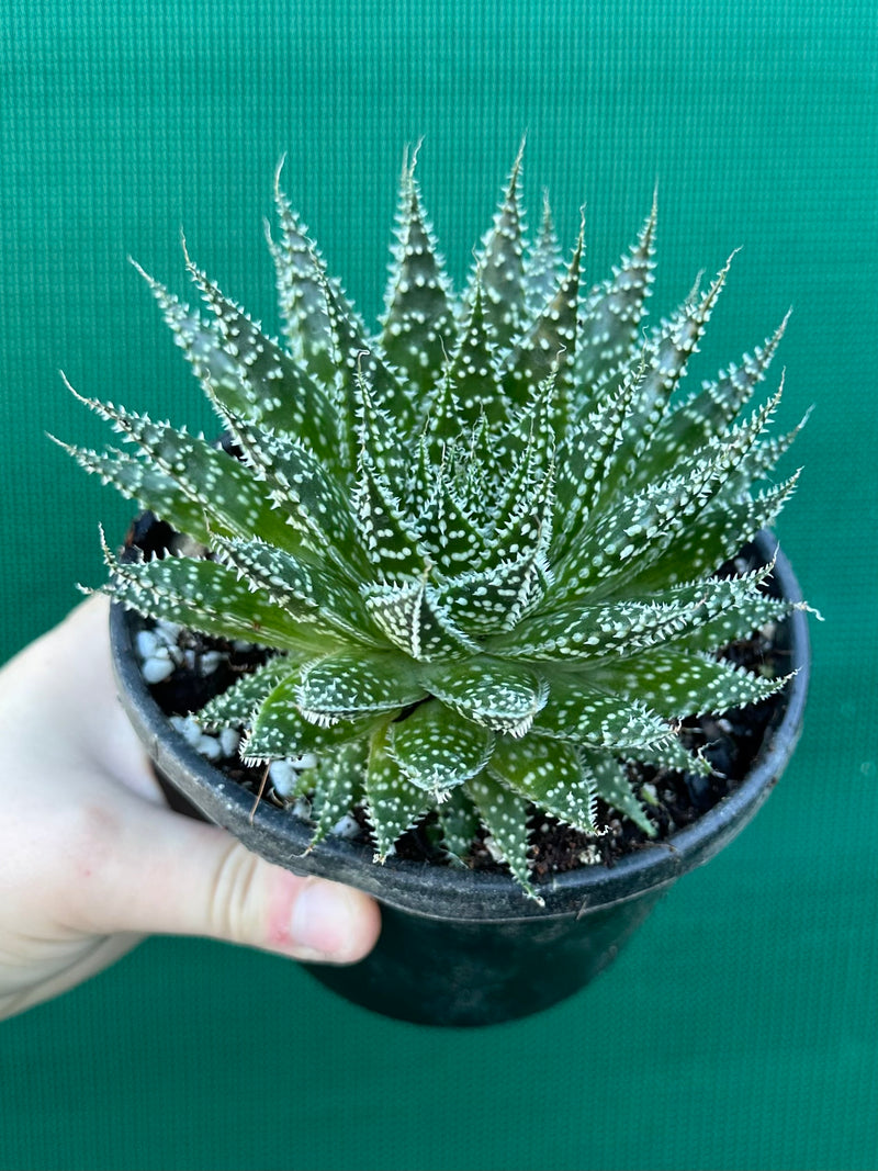 Aloe ‘Sunstar’ NEW