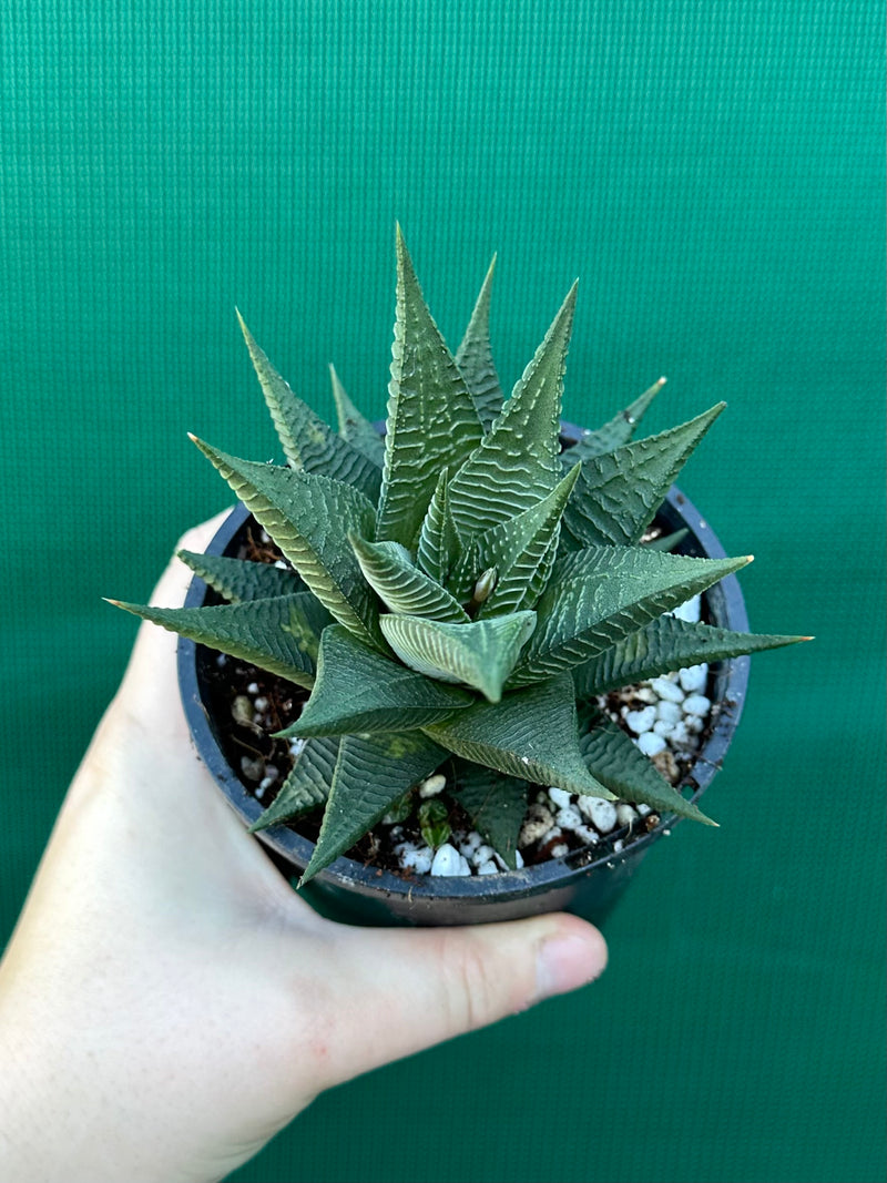 Haworthia limifolia hybrid NEW