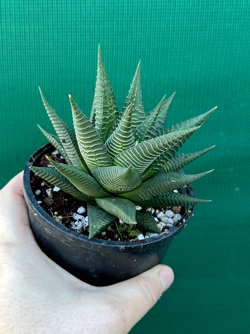 Haworthia limifolia hybrid NEW