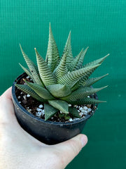 Haworthia limifolia hybrid NEW