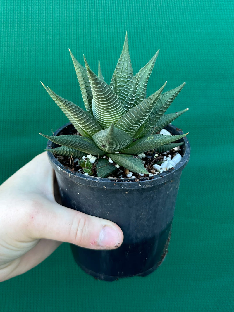 Haworthia limifolia hybrid NEW