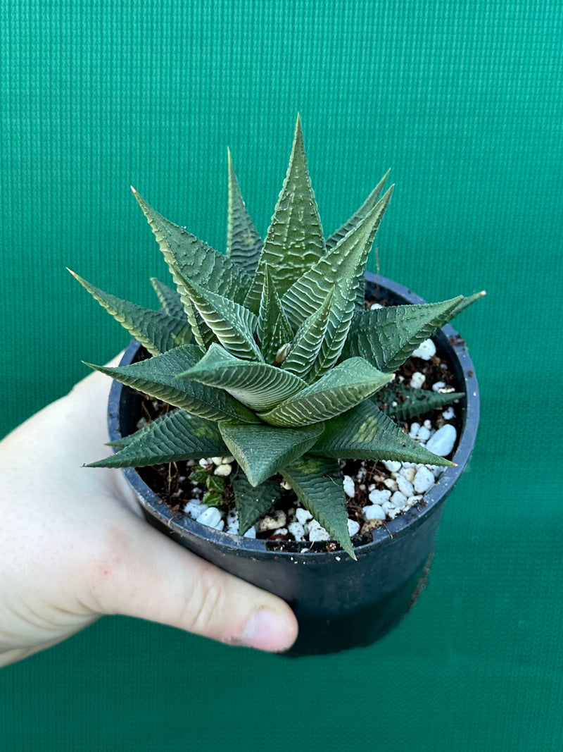 Haworthia limifolia hybrid NEW