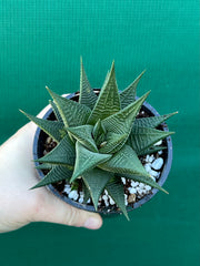 Haworthia limifolia hybrid NEW