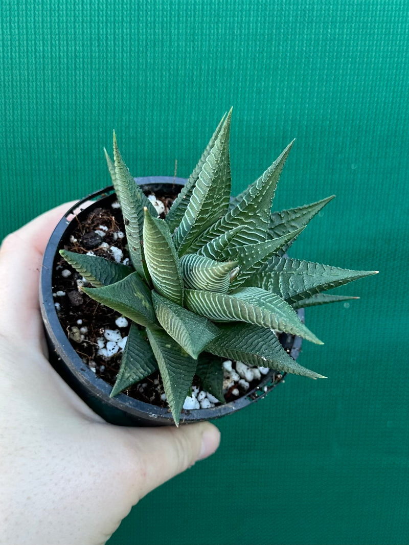 Haworthia limifolia hybrid NEW