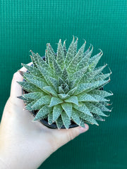 Aloe aristata NEW