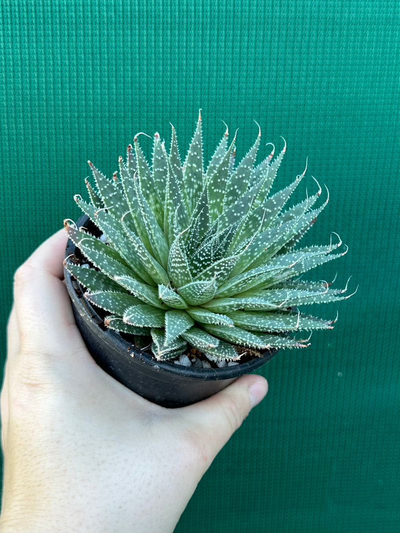 Aloe aristata NEW