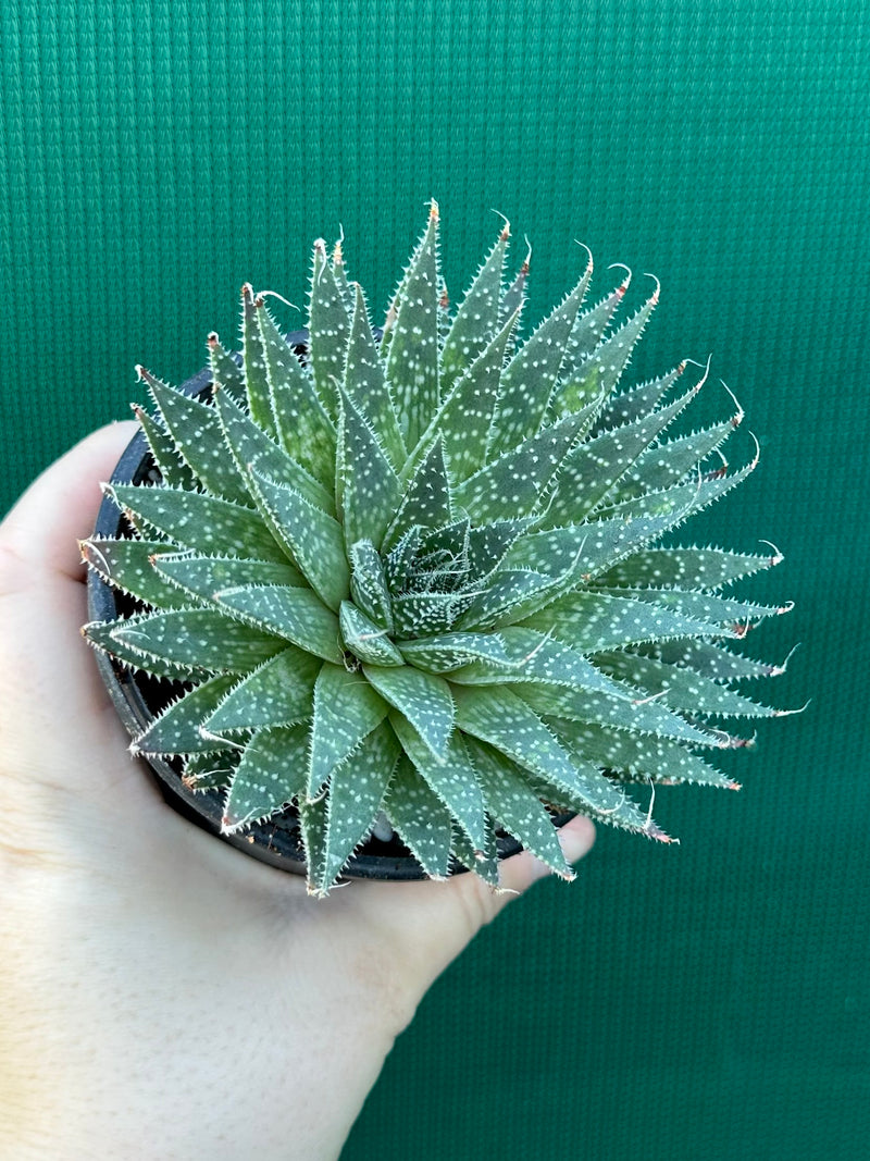 Aloe aristata NEW