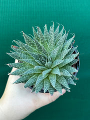 Aloe aristata NEW