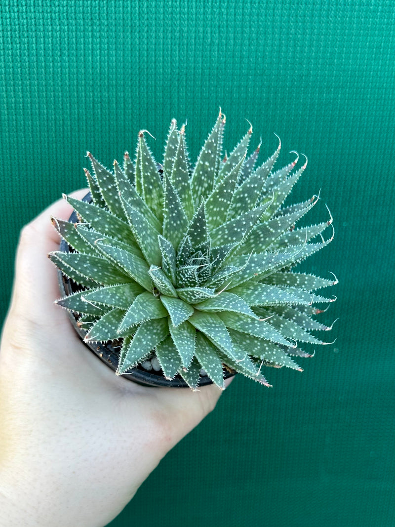 Aloe aristata NEW