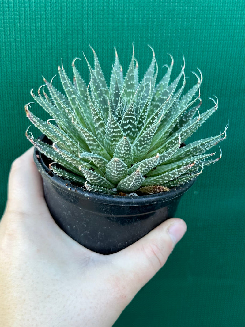 Aloe aristata NEW