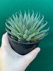 Aloe aristata NEW