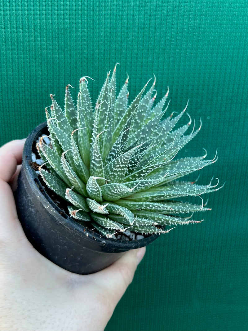 Aloe aristata NEW