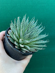 Aloe aristata NEW