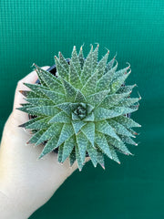 Aloe aristata NEW