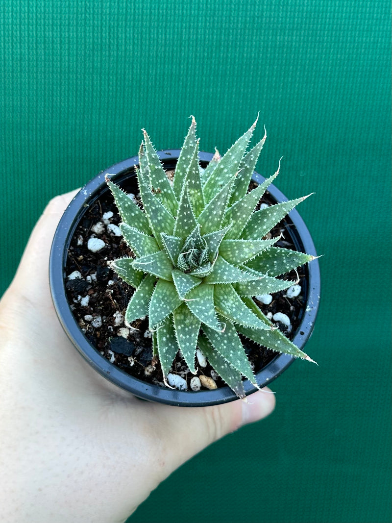 Aloe aristata NEW