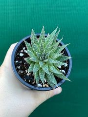 Aloe aristata NEW