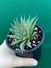 Aloe aristata NEW