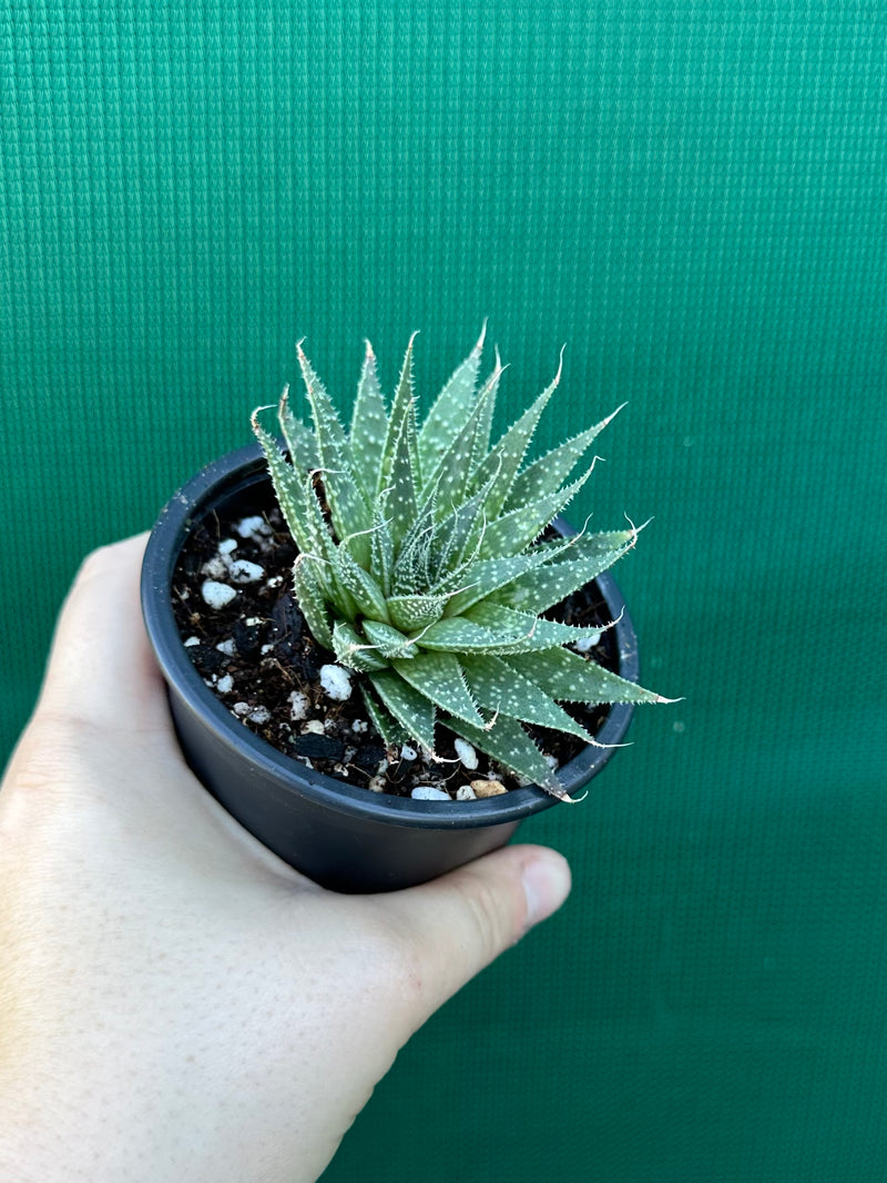 Aloe aristata NEW