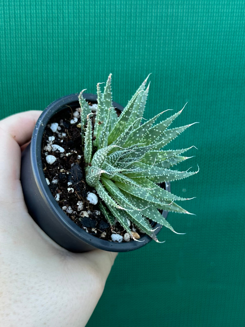 Aloe aristata NEW