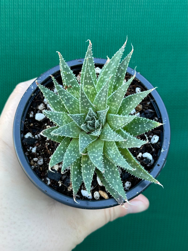 Aloe aristata NEW