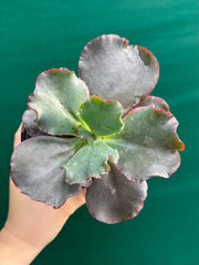 Echeveria ‘Zorro’