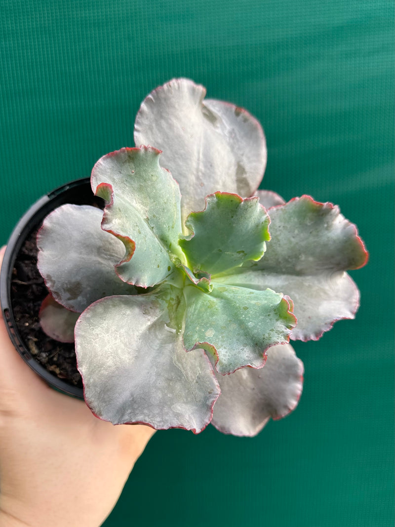 Echeveria ‘Zorro’
