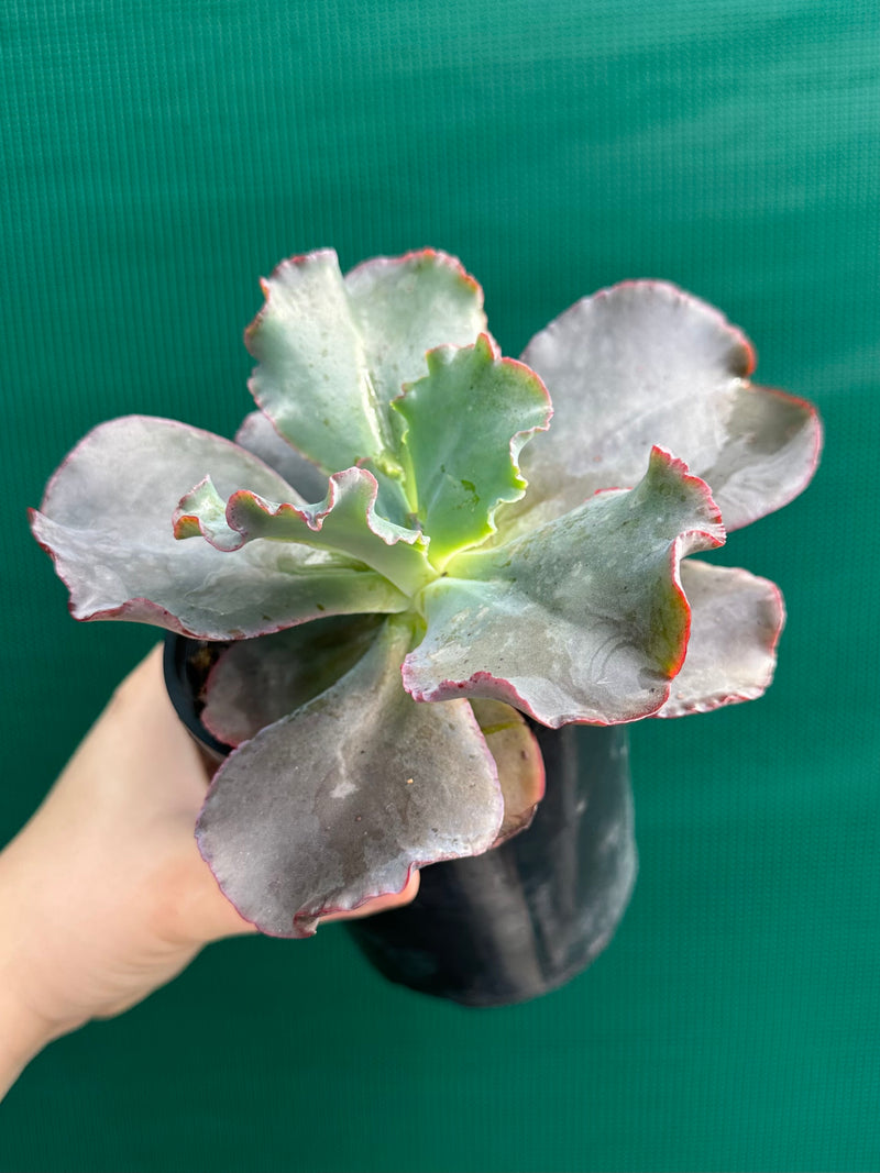 Echeveria ‘Zorro’