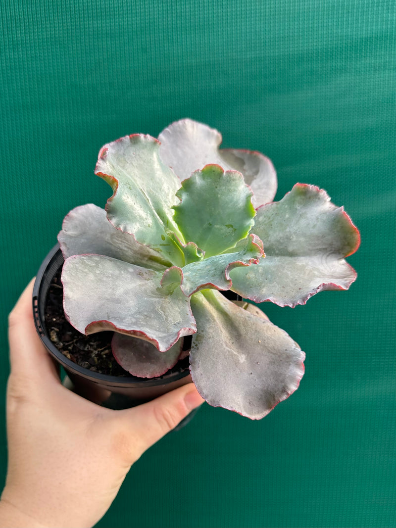Echeveria ‘Zorro’