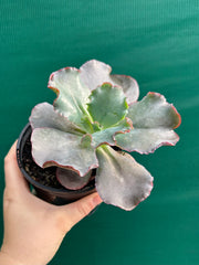 Echeveria ‘Zorro’