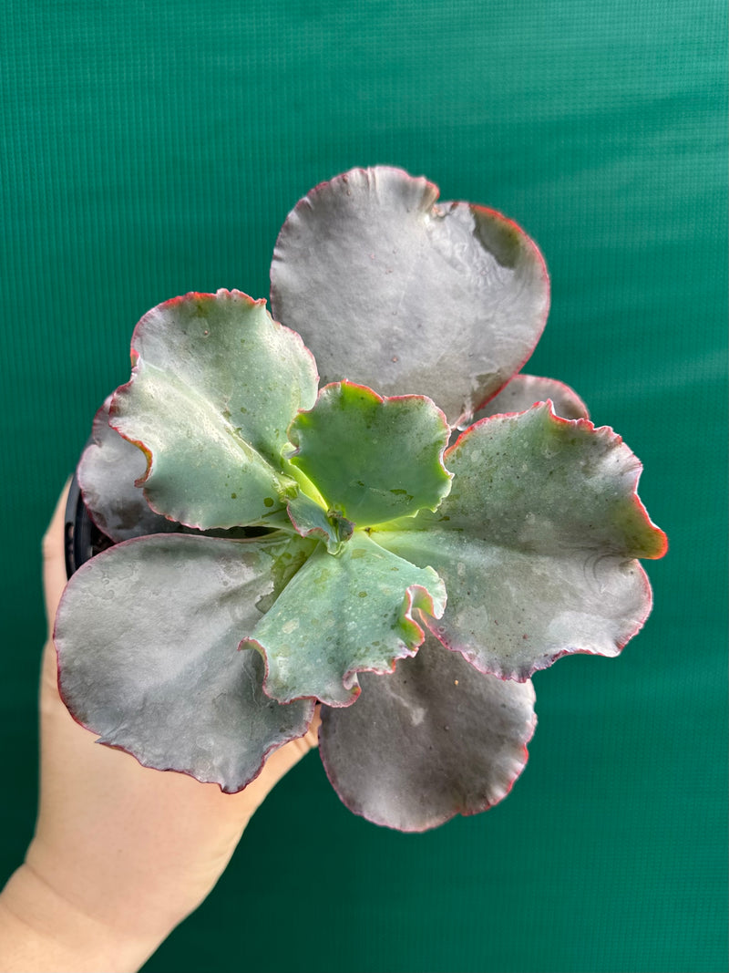 Echeveria ‘Zorro’