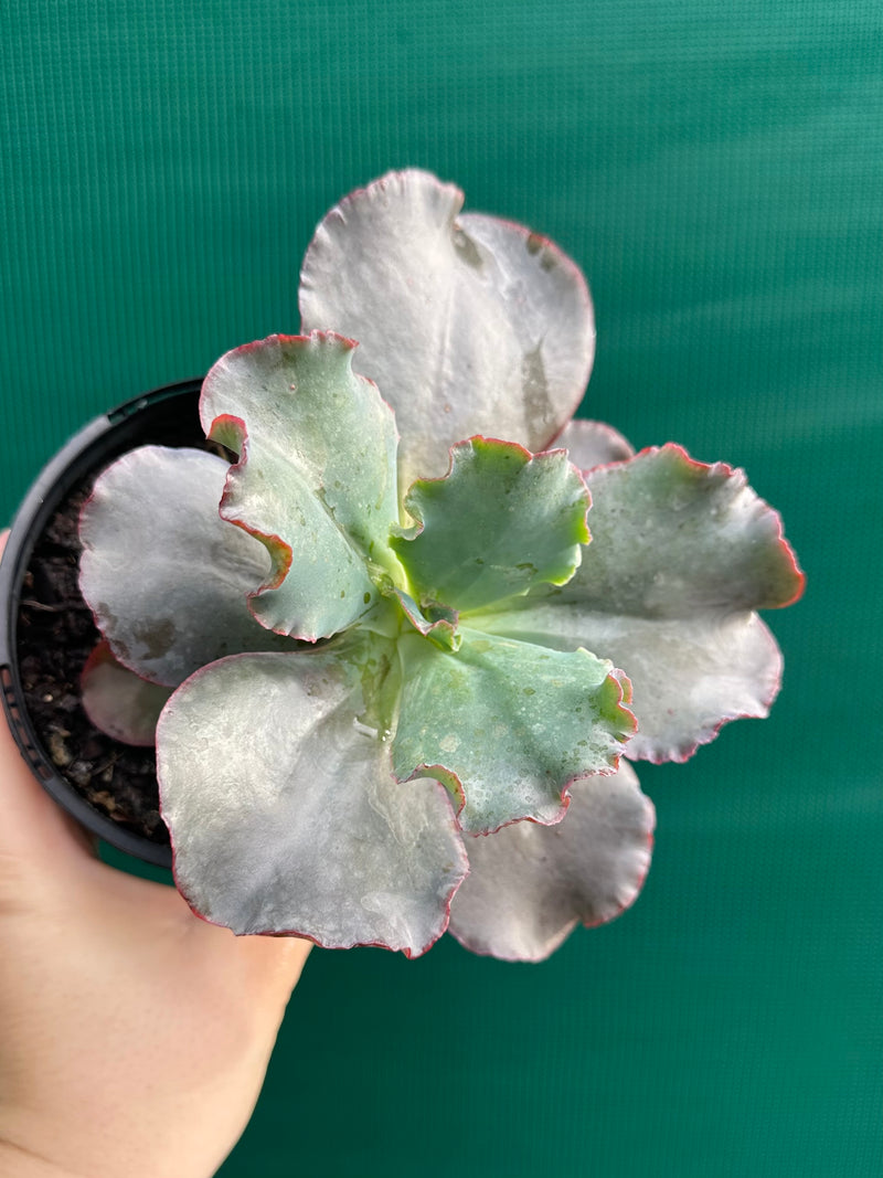 Echeveria ‘Zorro’