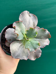 Echeveria ‘Zorro’