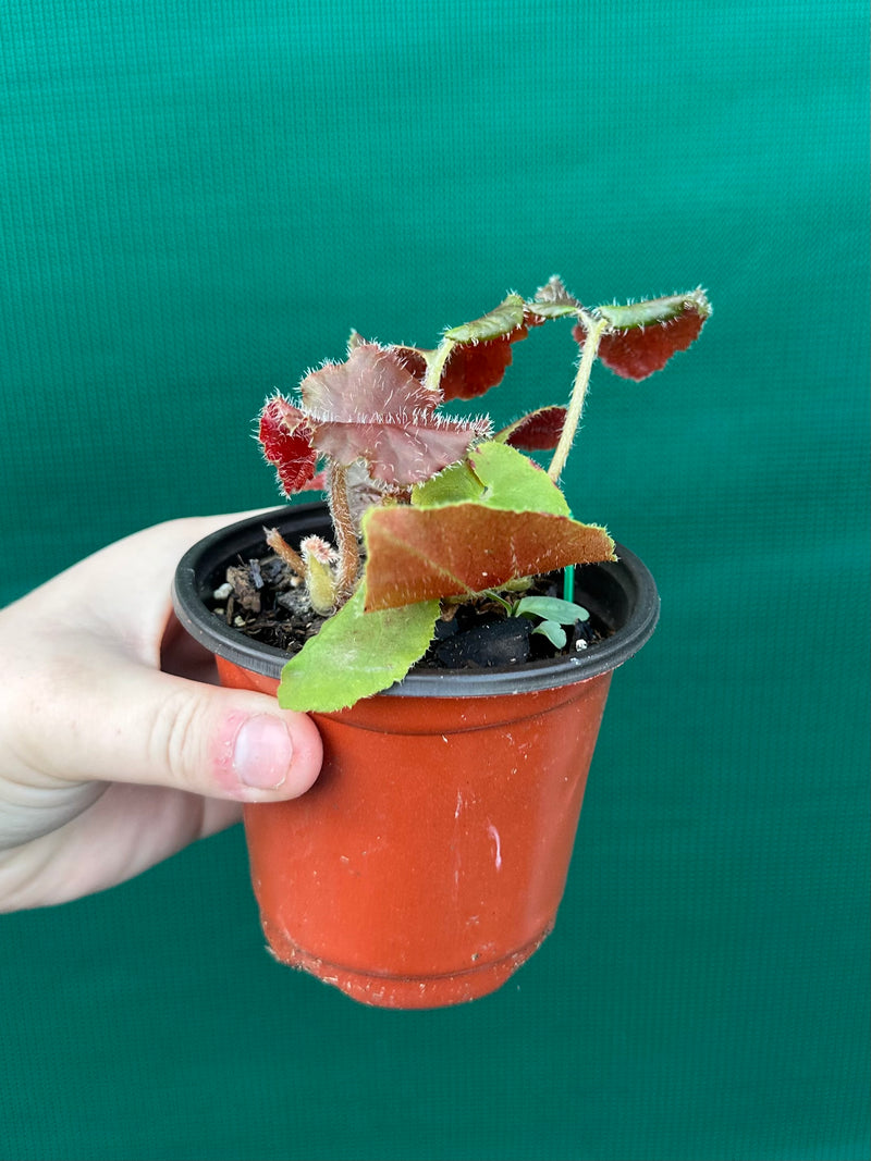 Begonia ‘Enid Henderson’