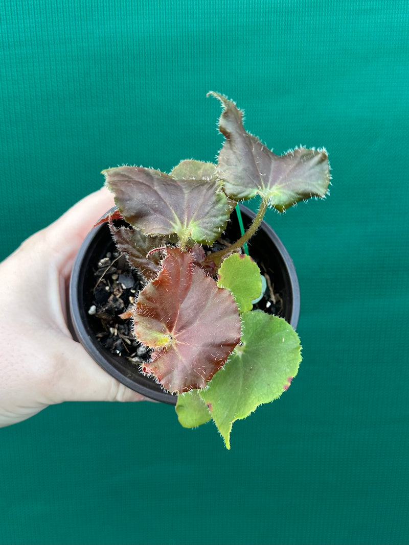 Begonia ‘Enid Henderson’
